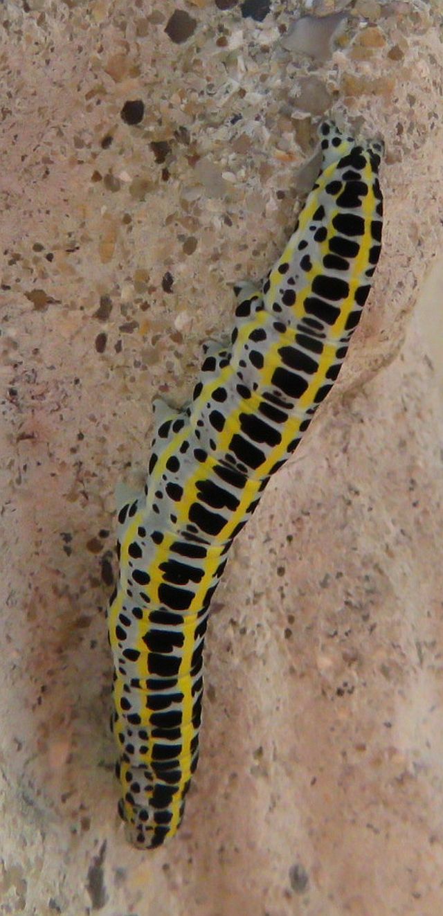  Toadflax Brocade Caterpillar